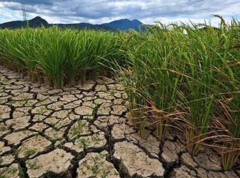 Climed Fruit: Resiliencia climática: 12 artículos con eficaces soluciones validadas en la práctica