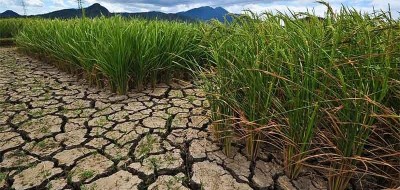 Climed Fruit: Resiliencia climática: 12 artículos con eficaces soluciones validadas en la práctica
