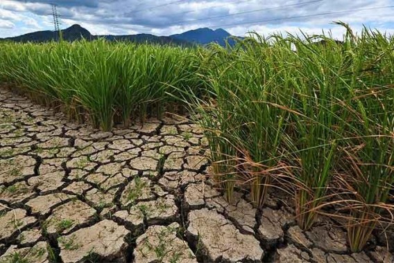 Unión de Uniones reclama incluir la siniestralidad extraordinaria por el cambio climático en los seguros agrarios