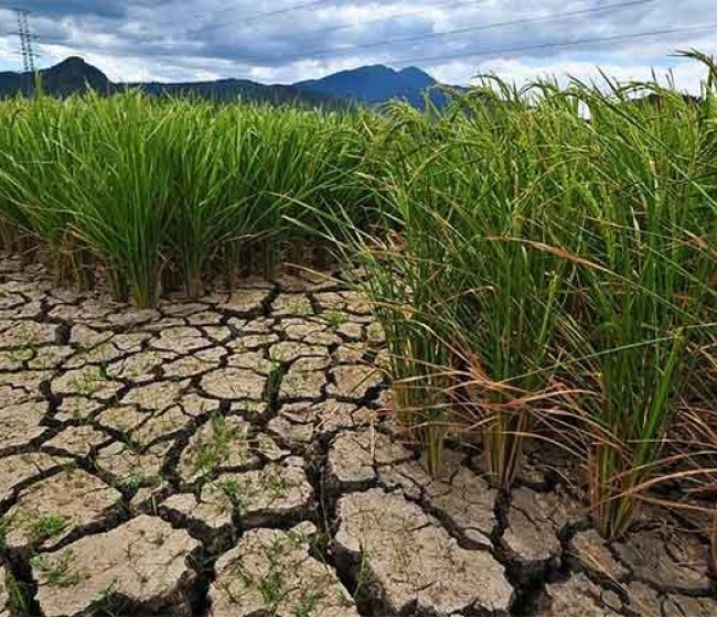 Climed Fruit: Resiliencia climática: 12 artículos con eficaces soluciones validadas en la práctica