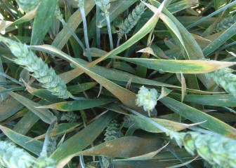 Control de enfermedades de cereales de invierno en años lluviosos