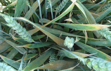 Control de enfermedades de cereales de invierno en años lluviosos