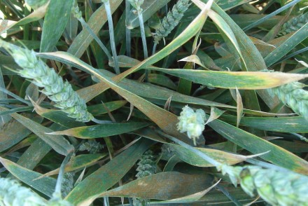 Control de enfermedades de cereales de invierno en años lluviosos