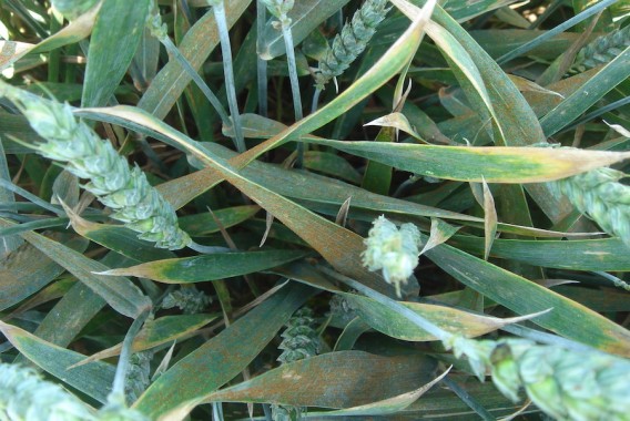 Control de enfermedades de cereales de invierno en años lluviosos