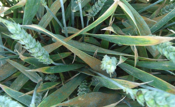 Control de enfermedades de cereales de invierno en años lluviosos