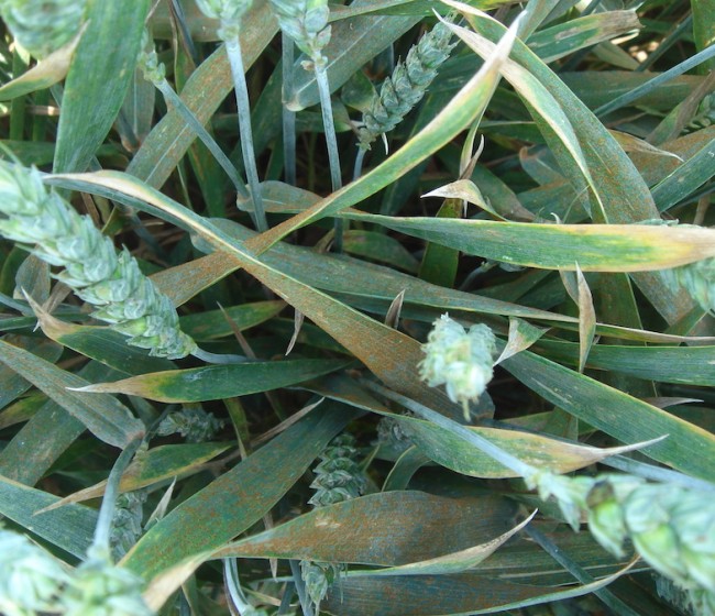 Control de enfermedades de cereales de invierno en años lluviosos