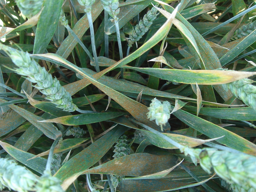 Control de enfermedades de cereales de invierno en años lluviosos