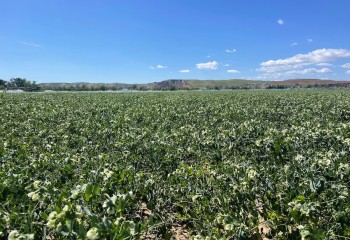 Fertilizantes, claves para una Europa autosuficiente