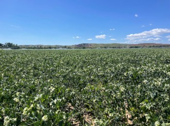 Fertilizantes, claves para una Europa autosuficiente