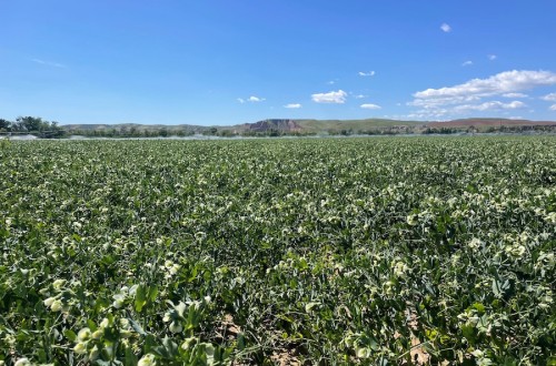 Fertilizantes, claves para una Europa autosuficiente