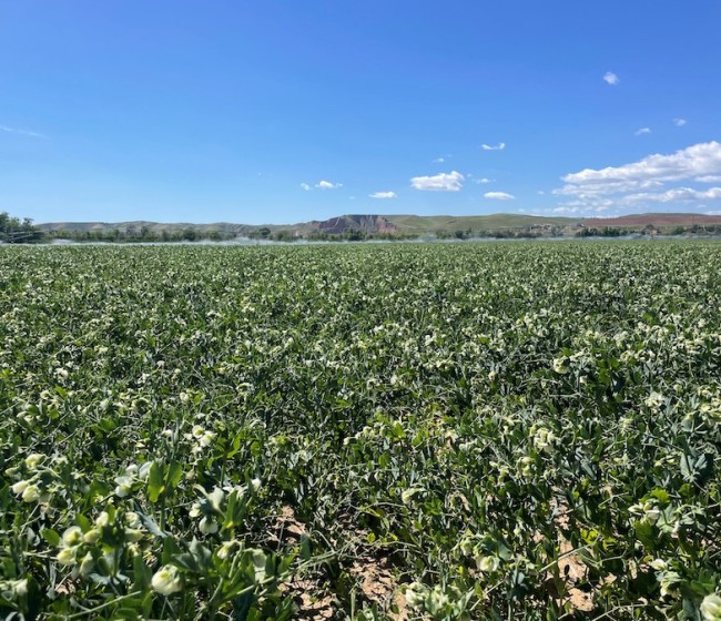 Fertilizantes, claves para una Europa autosuficiente