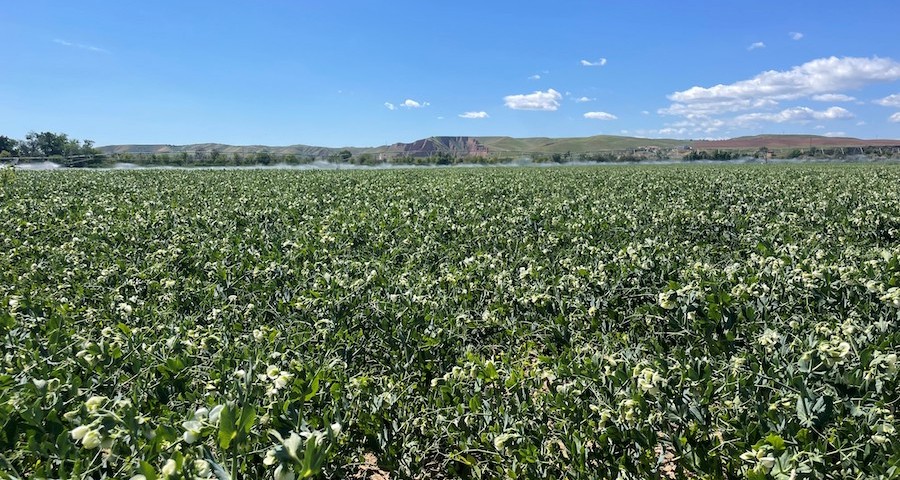 fertilizantes