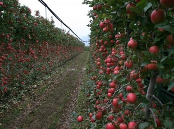 Grandes desequilibrios en hueso, sin grandes producciones en pepita