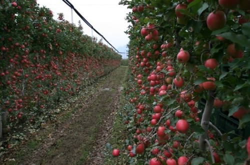 Grandes desequilibrios en hueso, sin grandes producciones en pepita