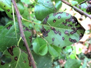 Control integrado de la septoriosis del peral