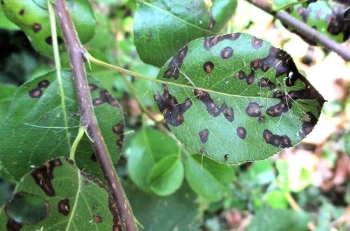 Control integrado de la septoriosis del peral