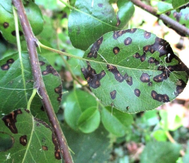 Control integrado de la septoriosis del peral