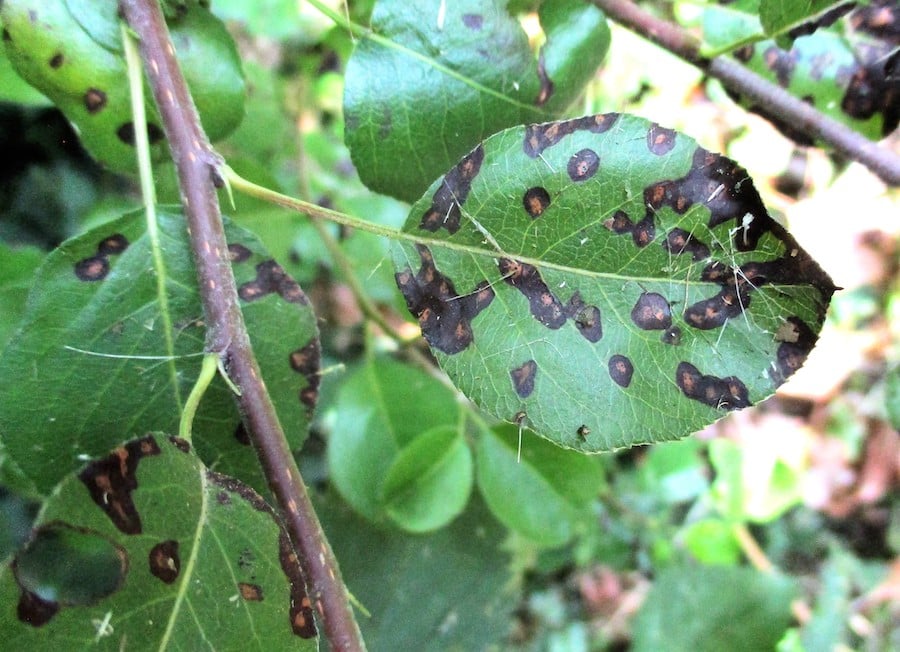 Control integrado de la septoriosis del peral