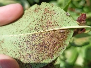 El tigre del peral como plaga emergente, qué sabemos y cómo lo controlamos