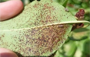 El tigre del peral como plaga emergente, qué sabemos y cómo lo controlamos