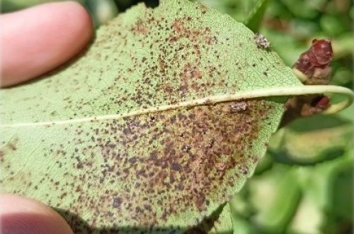 El tigre del peral como plaga emergente, qué sabemos y cómo lo controlamos
