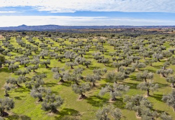 La Unión Europea registra la nueva Denominación de Origen Protegida Aceite de Somontano