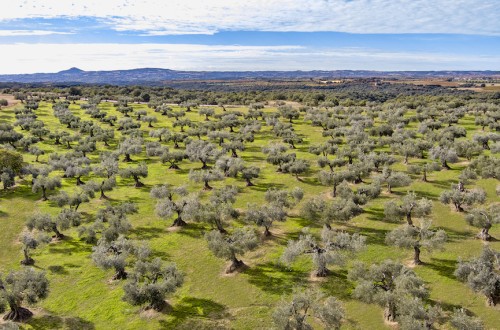 La Unión Europea registra la nueva Denominación de Origen Protegida Aceite de Somontano
