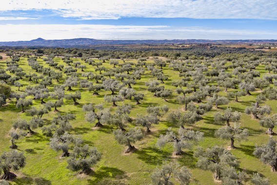La Unión Europea registra la nueva Denominación de Origen Protegida Aceite de Somontano