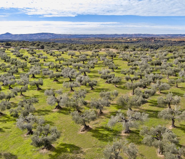 La Unión Europea registra la nueva Denominación de Origen Protegida Aceite de Somontano