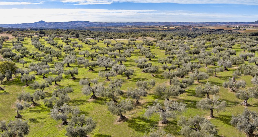 DOP_aceite_Somontano