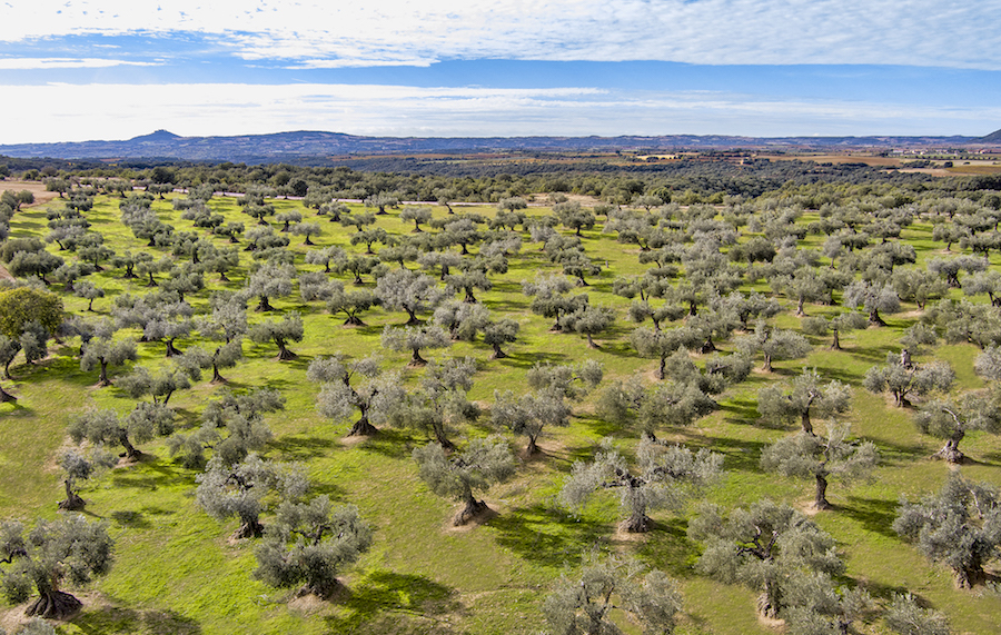 La Unión Europea registra la nueva Denominación de Origen Protegida Aceite de Somontano La Unión Europea registra la nueva Denominación de Origen Protegida Aceite de Somontano