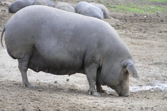 Guijuelo hace estallar al sector del jamón ibérico, que vislumbra una batalla