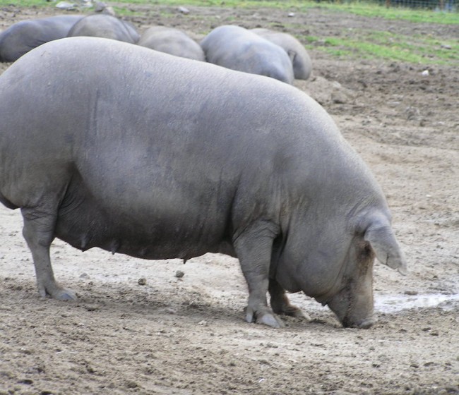 Guijuelo hace estallar al sector del jamón ibérico, que vislumbra una batalla