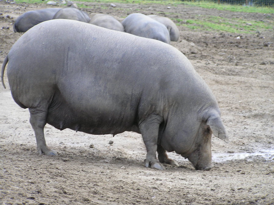 Guijuelo hace estallar al sector del jamón ibérico, que vislumbra una batalla