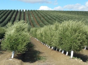 La FAO designa el Banco de Germoplasma Mundial del Olivo del Ifapa como referencia internacional