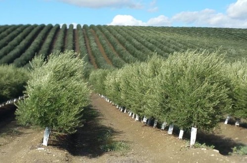 La FAO designa el Banco de Germoplasma Mundial del Olivo del Ifapa como referencia internacional