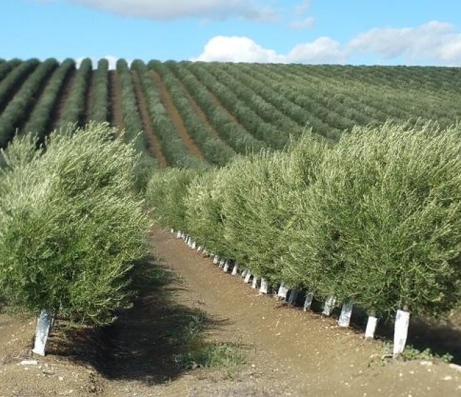 La FAO designa el Banco de Germoplasma Mundial del Olivo del Ifapa como referencia internacional