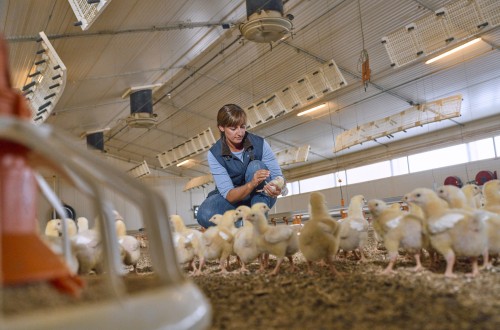 Boehringer Ingelheim obtiene dos dictámenes positivos de la Agencia Europea de Medicamentos para vacunas frente a la gripe aviar