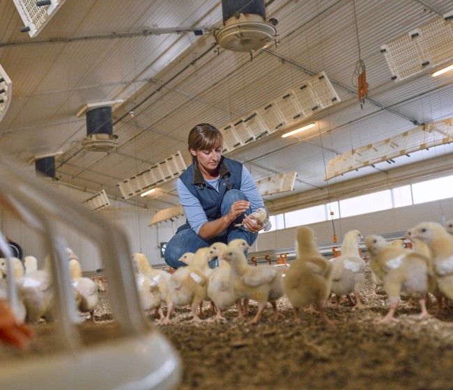 Boehringer Ingelheim obtiene dos dictámenes positivos de la Agencia Europea de Medicamentos para vacunas frente a la gripe aviar