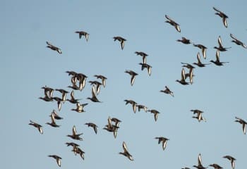 España supera el centenar de focos de gripe aviar en aves silvestres en lo que va de año