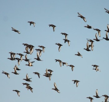 España supera el centenar de focos de gripe aviar en aves silvestres en lo que va de año