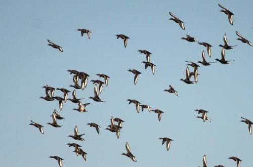 España supera el centenar de focos de gripe aviar en aves silvestres en lo que va de año
