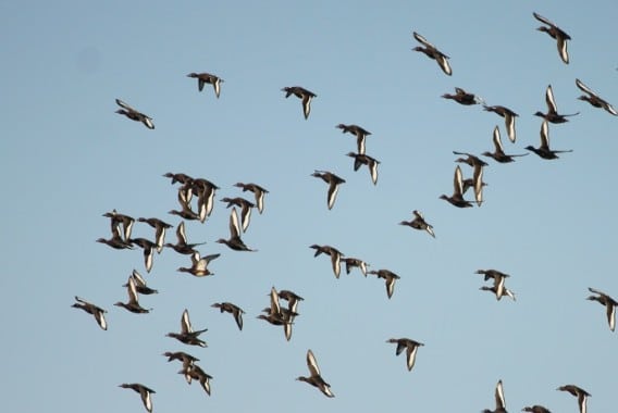 España supera el centenar de focos de gripe aviar en aves silvestres en lo que va de año