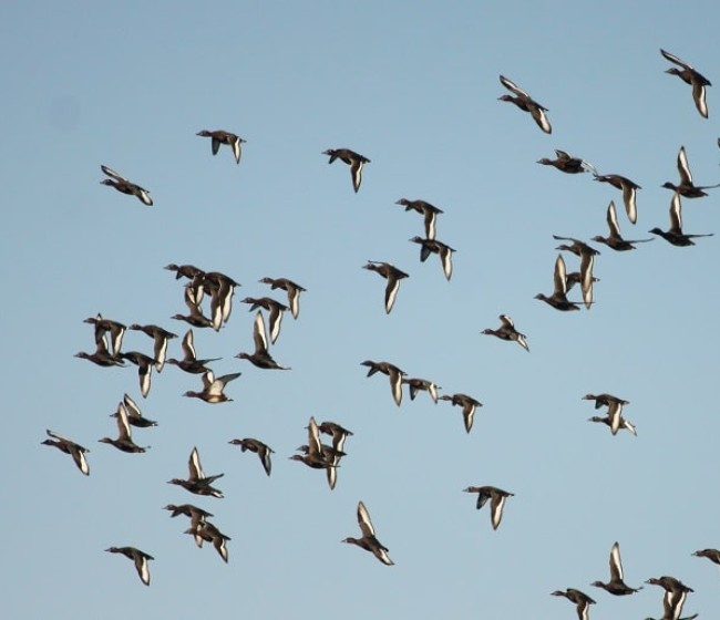 España supera el centenar de focos de gripe aviar en aves silvestres en lo que va de año