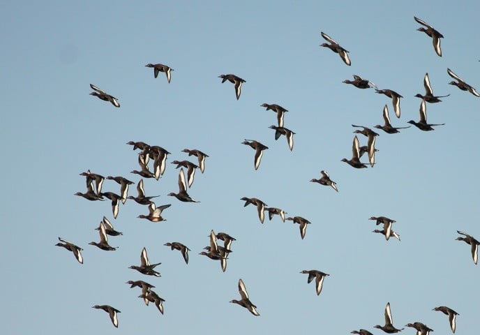 aves_silvestres_gripe_aviar