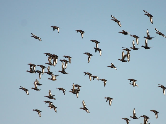 España supera el centenar de focos de gripe aviar en aves silvestres en lo que va de año