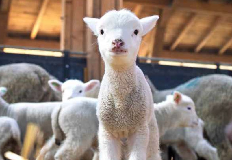 El cebo de corderos El cebo de corderos