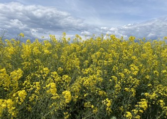 Producción y parámetros de las nuevas variedades comerciales de colza de invierno