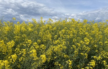 Producción y parámetros de las nuevas variedades comerciales de colza de invierno