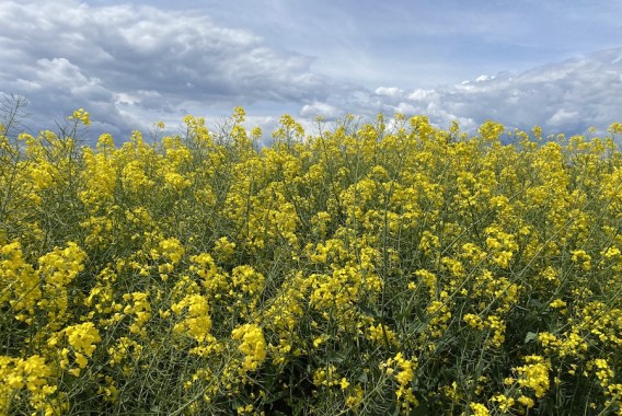 Producción y parámetros de las nuevas variedades comerciales de colza de invierno